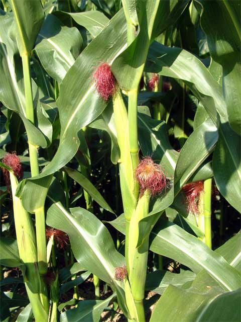 кукуруза гибрид Mas 37.V семена