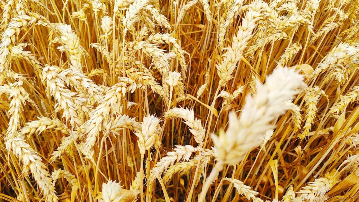 семена озимой пшеницы НС 40 С