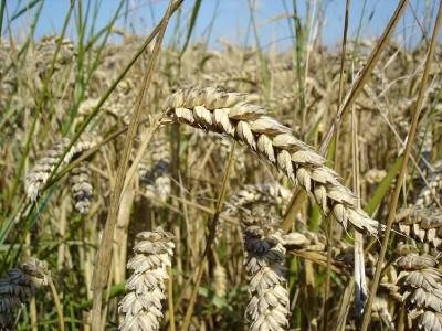 Посевная озимая пшеница семена сорт Богдана описание характеристика цена купить в Украине