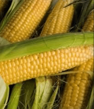 Гибрид кукурузы ДН Пивиха