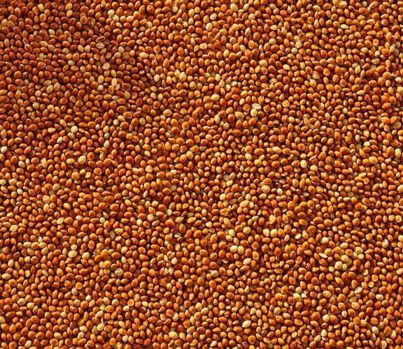 Семена красного проса сорт Полтавское Золотистое купить в Украине