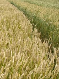 Посевная озимая пшеница семена сорт Ласточка Одесская описание характеристика цена купить в Украине