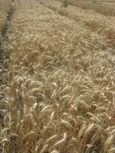 Посевная озимая пшеница семена сорт Одесская 267 описание характеристика цена купить в Украине