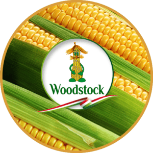 семена кукурузы венгерской селекции Вудсток
