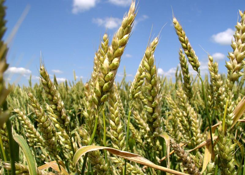 Семена озимой пшеницы Патрас