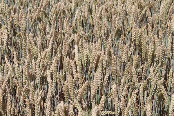 Яровая пшеница сорт Тризо в Украине