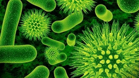 бактерії в грунті