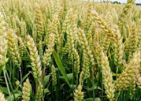 пшениця на полі