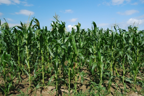 Результат обробки кукурудзи гербіцидами