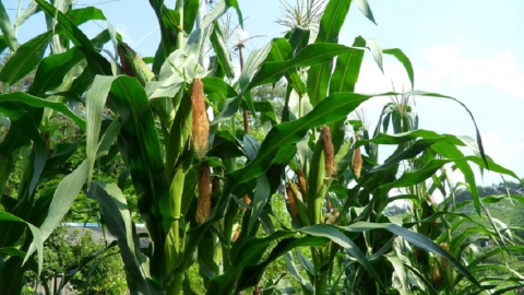 семена-кукурузы-на-силос