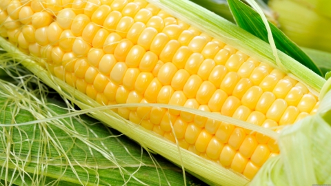 семена-кукурузы-на-зерно