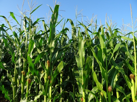 кукуруза внис в украине