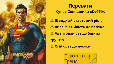 гібрд-соняшника-коббі-переваги