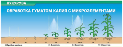  гумату калію на кукурудзі