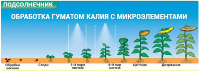 застосування гумату калію на соняшнику