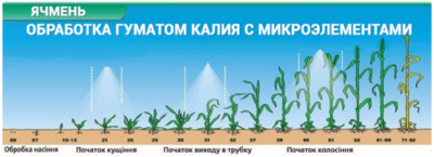 ГУМАТУ КАЛІЮ на ячмені, ГУМАТ КАЛІЮ на пшениці