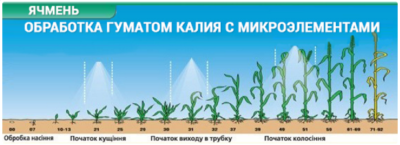 технология выращивание ячменя в Украине