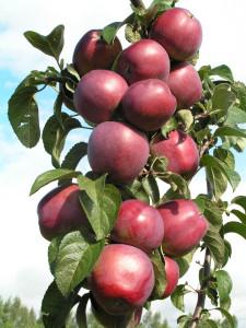 гумату калію на деревах саду: яблуня, груша, вишня, черешня, слива, абрикос