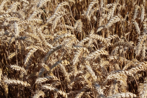 насіння озимої пшениці, озима пшениця