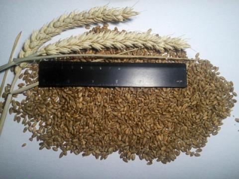 вирощування канадської пшениці в Україні
