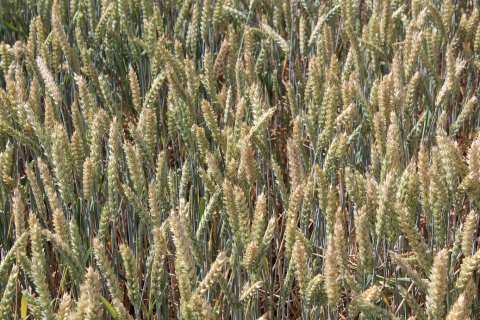 канадська пшениця яра в Україні, сорт ярої канадської пшениці