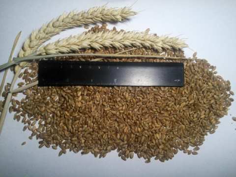 Посевная озимая канадская пшеница семена сорт описание характеристика цена купить в Украине