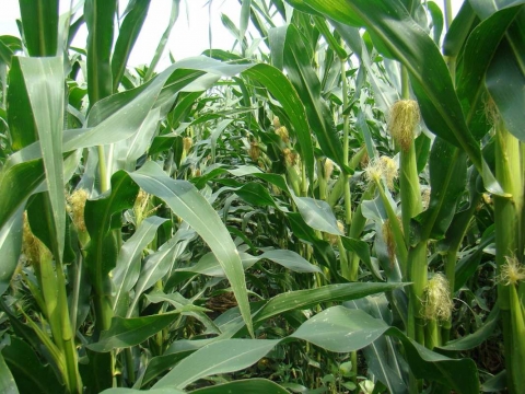 купити-насіння-кукурудзи української селекції