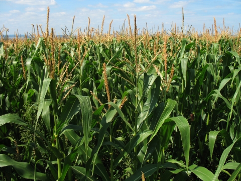 выращивание-кукурузы
