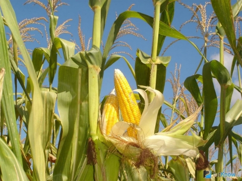 семена-кукурузы-украинской-селекции