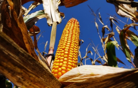 насіння-кукурудзи-євраліс