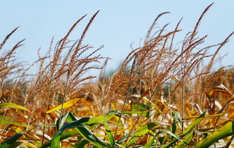 насіння-кукурудзи піонер