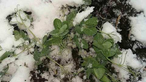 зимующий горох зимовка в Украине
