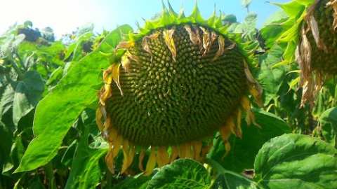 Посівної соняшник соняшник насіння гібрид під гранстар експрес опис характеристика ціна купити в Україні