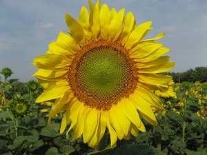 Посівної соняшник соняшник гібрид опис характеристика ціна купити в Україні