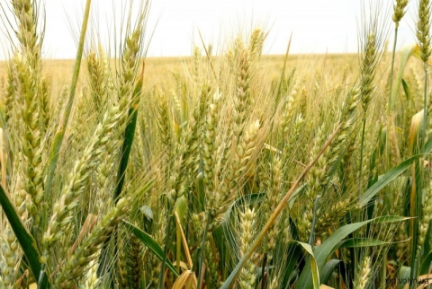 Обработка гербицидами пшеницы