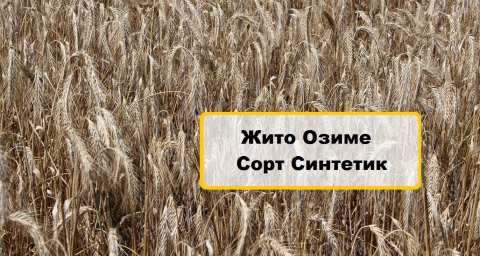 Посевная рожь озимая семена сорт описание характеристика цена купить в Украине