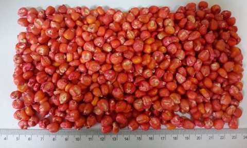 Насіння кукурудзи, Посівна кукурудза купити в Україні насіння кукрузы купити