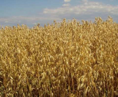 Посевной овес семена писание характеристика цена купить в Украине 
