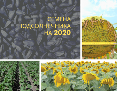 Насіння соняшнику для півдня і сходу України