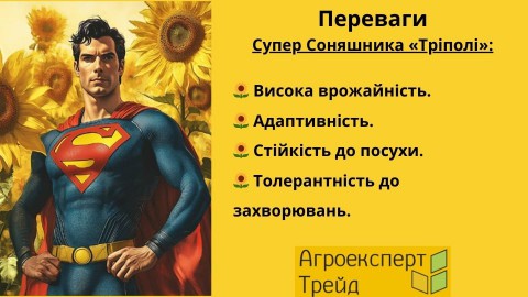 подсолнечник-триполи-преимущества