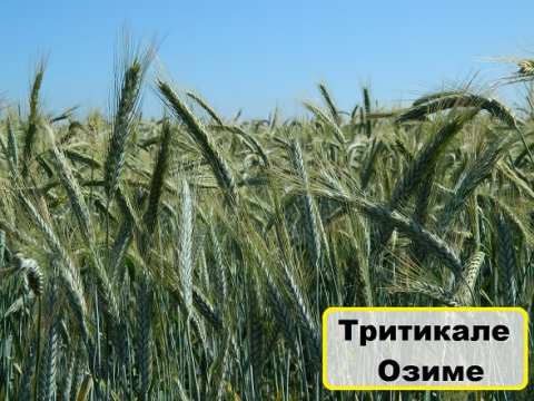 Посевная тритикале озимая семена сорт описание характеристика цена купить в Украине