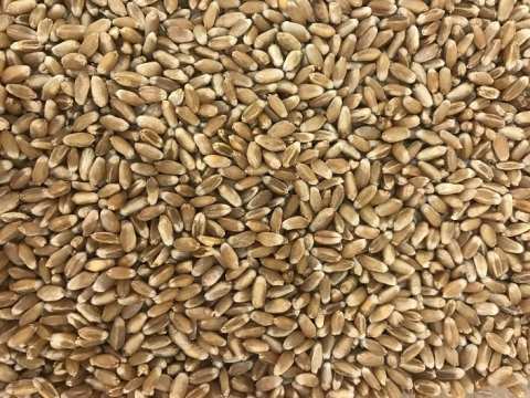 Семена твердой пшеницы