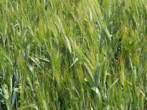 твердая пшеница посевная